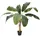 Europalms Bananenbaum, 100cm