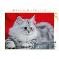 Calvendo Britisch Langhaar Kätzchen Puzzle