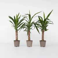 Plant in a Box - Palmlilie - 6 Stk