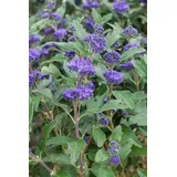 Pflanzen Für Dich Caryopteris Clandonensis Bartblume Grand Bleu R 15-20 cm