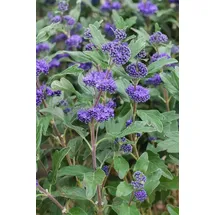Pflanzen Für Dich Caryopteris Clandonensis Bartblume Grand Bleu R 15-20 cm