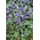 Pflanzen Für Dich Caryopteris Clandonensis Bartblume Grand Bleu R 15-20 cm