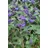 Pflanzen Für Dich Caryopteris Clandonensis Bartblume Grand Bleu R 15-20 cm