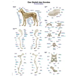 Lehrtafel Das Skelett des Hundes 70x100cm
