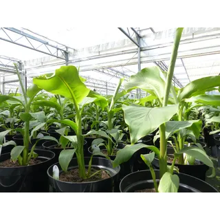 grünwaren gruenwaren jakubik Bananenstaude Musa Basjoo 60 - 80 cm winterhart Staude japanische Faserbanane