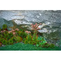 Pflanzen Für Dich Sempervivum montanum, Hauswurz, ca. 9x9 cm