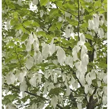 die nr-01.de Taubenbaum Taschentuchbaum 125-150cm - Davidia involucrata vilmoriniana