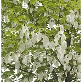 die nr-01.de Taubenbaum Taschentuchbaum 125-150cm - Davidia involucrata vilmoriniana