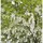 die nr-01.de Taubenbaum Taschentuchbaum 125-150cm - Davidia involucrata vilmoriniana