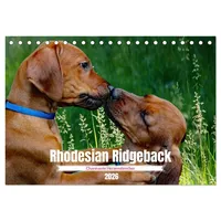 Calvendo Rhodesian Ridgeback, Charmante Herzensbrecher (Tischkalender 2026 DIN A5