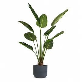 fleur ami Kunstpflanze mit Topf Strelitzie mit Solco Topf 160 cm Weiß