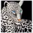 MCW Ölgemälde Weißer Leopard, Handgemalt