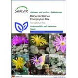 SAFLAX - Blühende Steine / Conophytum Mix - 40 Samen - Conophytum Mix