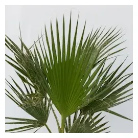 Plant in a Box - Mexikanische Fächerpalme - Washingtonia robusta - Höhe 70-90cm