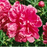 Pflanzen Für Dich Paeonia Lactiflora Pfingstrose General Mac Mahon Ca 11x11 cm Topf