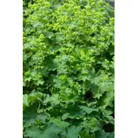 Pflanzen Für Dich Alchemilla epipsila, Frauenmantel, ca. 9x9 cm