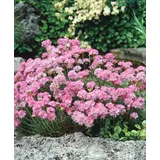 pflanzen-für-dich.de Pflanzen für Dich Staude Armeria juniperifolia, 1 St., Grasnelke, Grasblättrige Grasnelke rosa