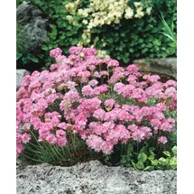 pflanzen-für-dich.de Pflanzen für Dich Staude Armeria juniperifolia, 1 St., Grasnelke, Grasblättrige Grasnelke rosa