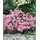 pflanzen-für-dich.de Pflanzen für Dich Staude Armeria juniperifolia, 1 St., Grasnelke, Grasblättrige Grasnelke rosa