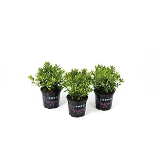 !!WELTNEUHEIT!! Nugget by Bloombux® – flower & form by INKARHO® 15-20 cm