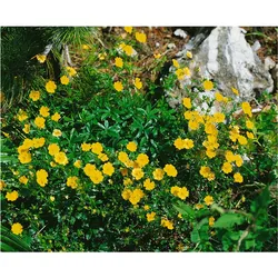 Potentilla argentea, Fingerkraut, silbrig, ca. 9x9 cm Topf