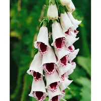 Pflanzen Für Dich Digitalis purpurea 'Pam's Choice' ca. 9x9