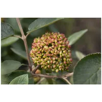Pflanzen Für Dich Viburnum rhytidophyllum, Immergrüner Schneeball, 40–60 cm