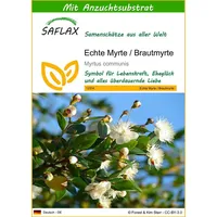 SAFLAX - Echte Myrte - Brautmyrte - Myrtus communis