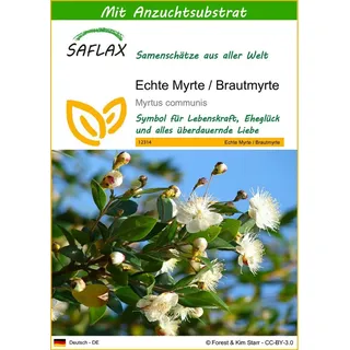 SAFLAX - Echte Myrte - 30 Samen - Mit keimfreiem Anzuchtsubstrat - Myrtus communis