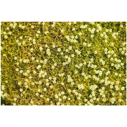 Sagina subulata 'Aurea', Moos-Steinbrech, goldgrün, ca. 9x9 cm Topf