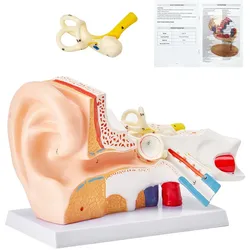 VEVOR Menschliches Ohr Anatomie 3D-Modell, 3 Teile 5 Mal Vergrößertes Menschliches Ohr Modell,  Äußeres, Mittleres, Inneres Ohr mit Basis, Professionelles PVC Anatomisches Ohr Modell Lehrmittel