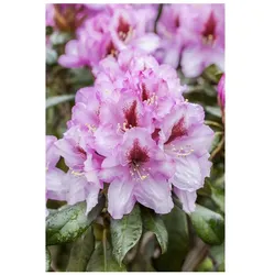 Rhododendron Hybr. 'Diadem', Rhododendron, rosa Blüten, 30–40 cm