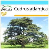 Saflax - Nordafrikanische Atlas Zeder - Cedrus atlantica