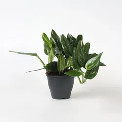 Plant in a Box - Grüne Zimmerpflanze - Philodendron 'Cobra' - Höhe 55-65 cm - Topf 19 cm