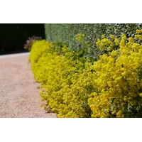 Pflanzen Für Dich Alchemilla xanthochlora, Frauenmantel, ca. 9x9 cm