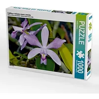 Calvendo Cattleya violacea rosea anelata 1000 Teile Puzzle quer