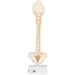 BONElike Modell einer kindlichen Wirbelsäule - 3B Smart Anatomy