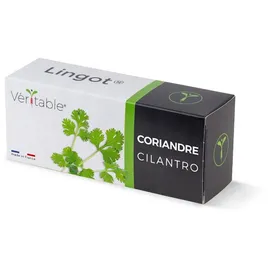 Veritable Lingot Cilantro
