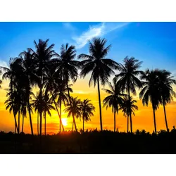 Fototapete PAPERMOON "Coconut Palm Trees", bunt (mehrfarbig), B:4m L:2,6m, Vlies, Tapeten