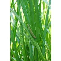 Pflanzen Für Dich Acorus calamus, Kalmus, ca. 9x9 cm