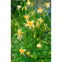 Pflanzen Für Dich Aquilegia chrysantha 'Yellow Queen' p 0,5
