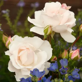 KORDES ROSEN Beetrose, Rosa »Constanze Mozart®«, Blüte: rosa, gefüllt