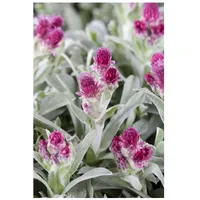 Pflanzen Für Dich Antennaria dioica 'Rubra', Katzenpfötchen, rosa, ca.