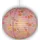 Niermann Standby NIERMANN Hängeleuchte "Bungee Bunny", rosa, 1, Ø 40cm H: 40cm, 1 Stk., Leuchten, Kinderzimmer, Kinderlampe, Kinderlampe