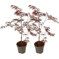 Plant in a Box - Japanischer Ahorn - 2