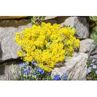 Pflanzen Für Dich Alyssum saxatile p 0,5