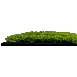 JANGAL Wandpaneel Jangal Modular Wall Lime Green 2 St. 52 x 52 cm
