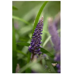 Liriope muscari 'Royal Purple', lilafarben, ca. 9x9 cm Topf