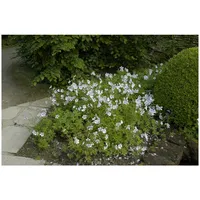 Pflanzen Für Dich Geranium clarkei 'Kashmir White' Storchschnabel, ca.