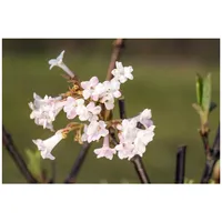 Pflanzen Für Dich Viburnum bodnantense 'Charles Lamont', Duftschneeball, rosa,